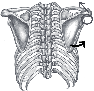 scapula