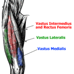 Vastus-Anteile des Quadriceps. Quelle: suppversity.blogspot.ch